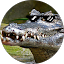 Caiman Taser Avatar